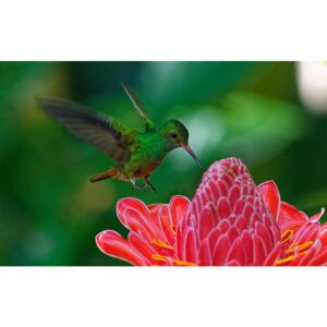 Colibri