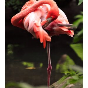 Flamant rose