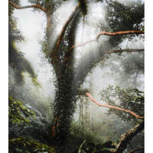 Arbre