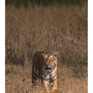 Tigre