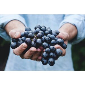 Grappes de raisins