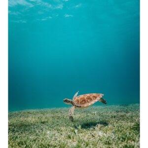 Tortue