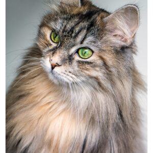 Chat