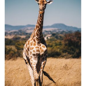 Girafe