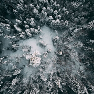 Forêt de Conifères
