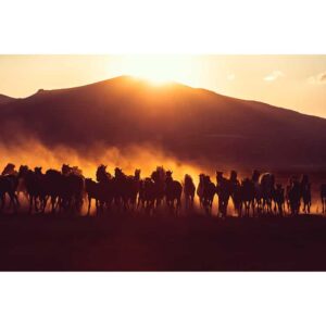 Chevaux