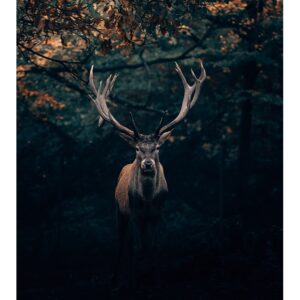 Cerf