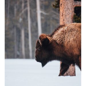 Bison