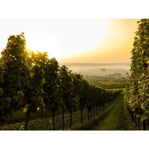 Vignes