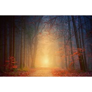 Forêt