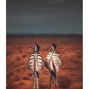 Zèbres