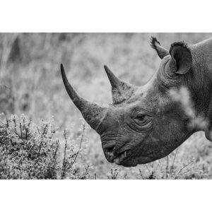 Rhinocéros
